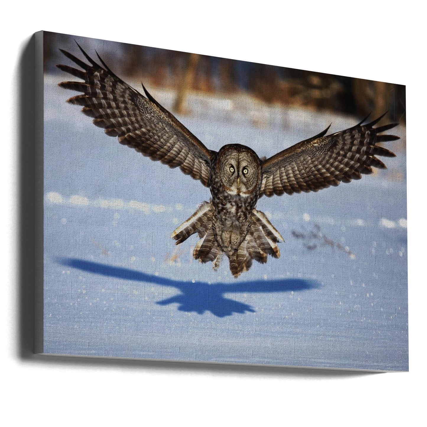 Wall art In your face - Great Grey Owl