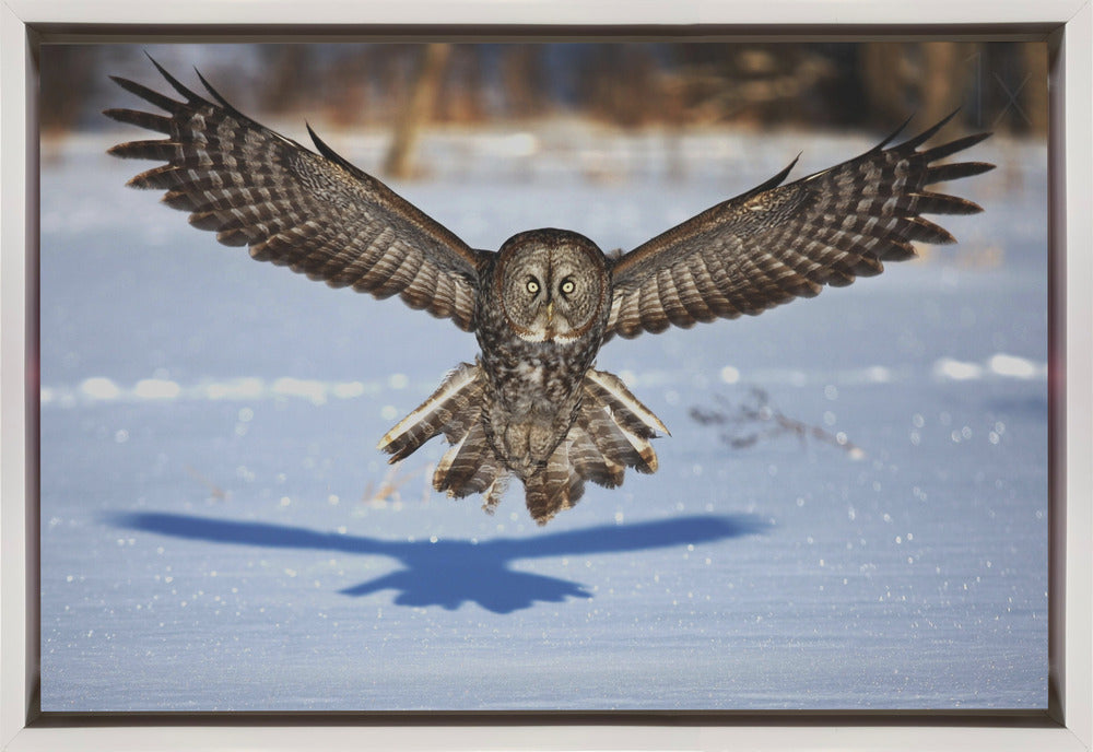 Wall art In your face - Great Grey Owl