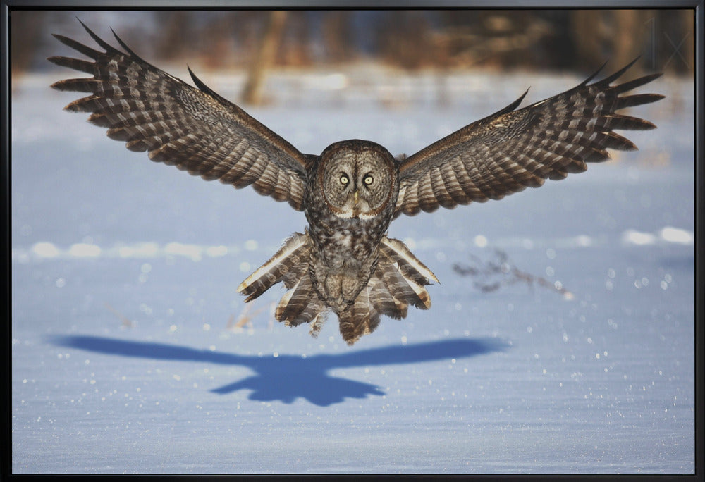 Wall art In your face - Great Grey Owl