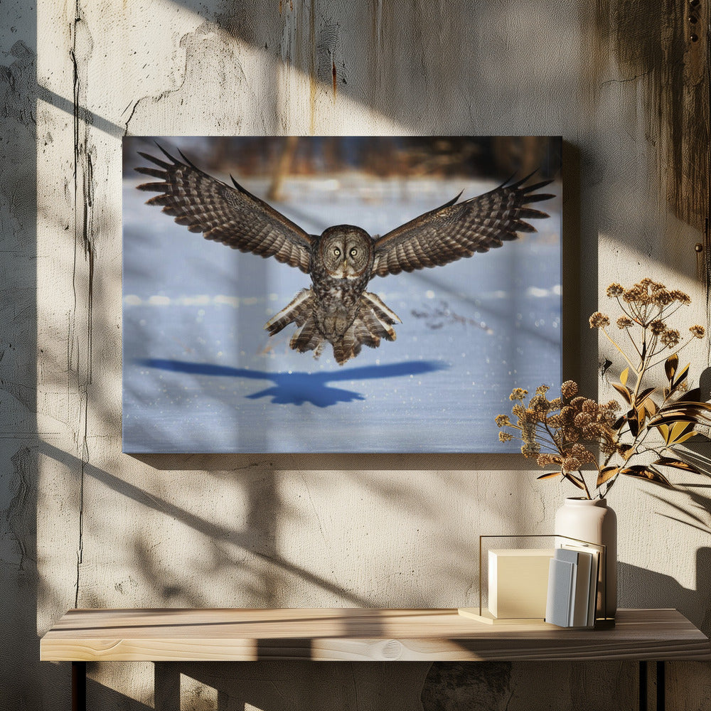 Wall art In your face - Great Grey Owl